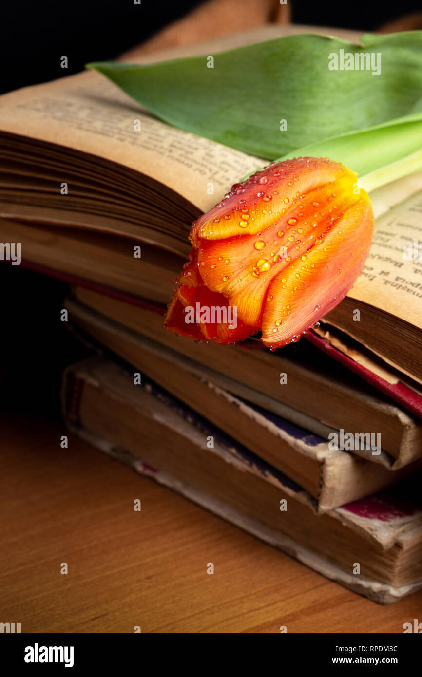 Tulip su vecchi libri Foto Stock