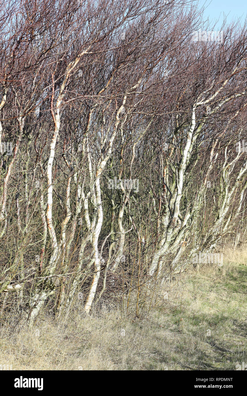 Alberi in primavera, formata dal vento Foto Stock