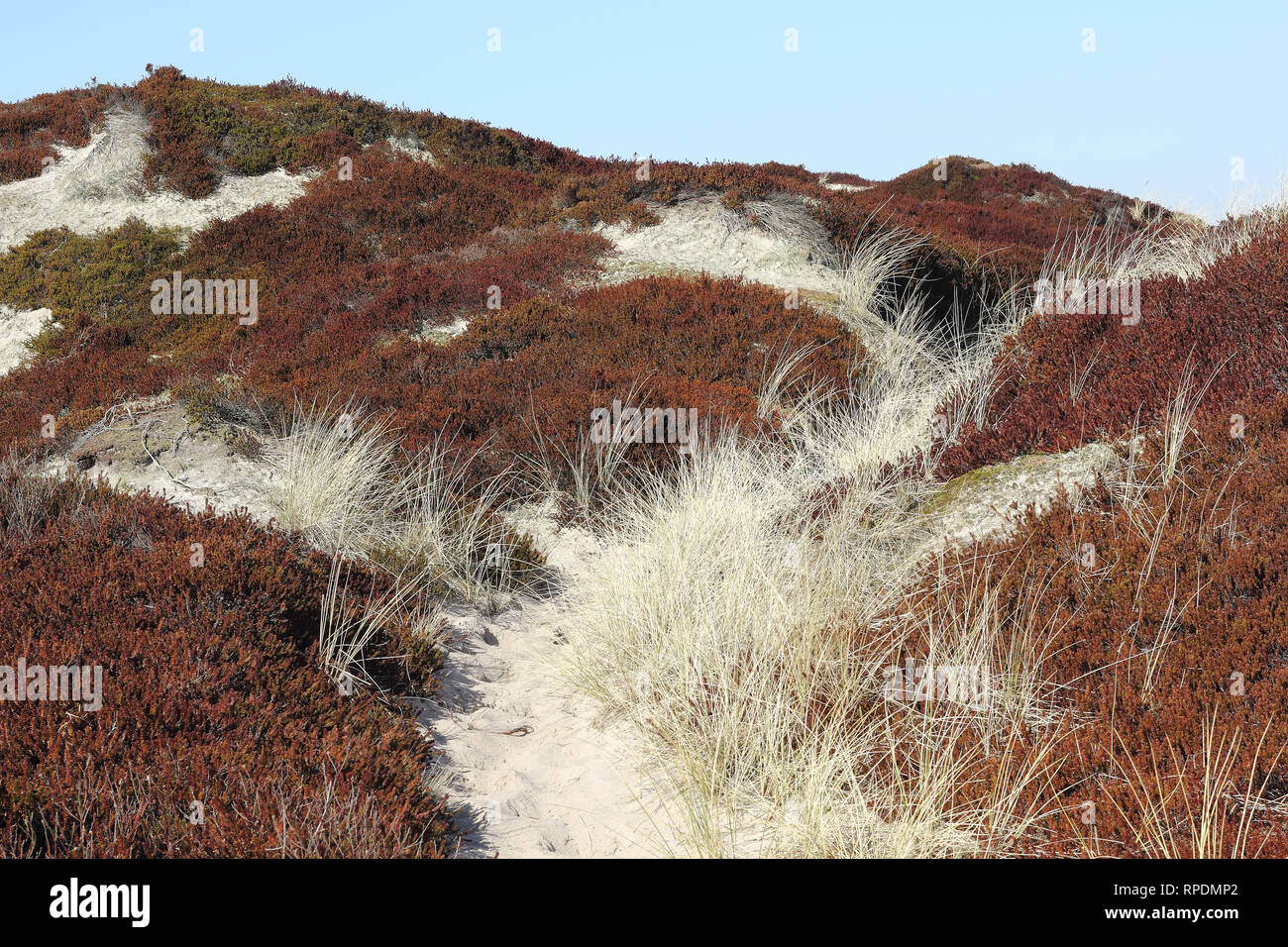 Brown dune nel sud dell'isola di Sylt Foto Stock