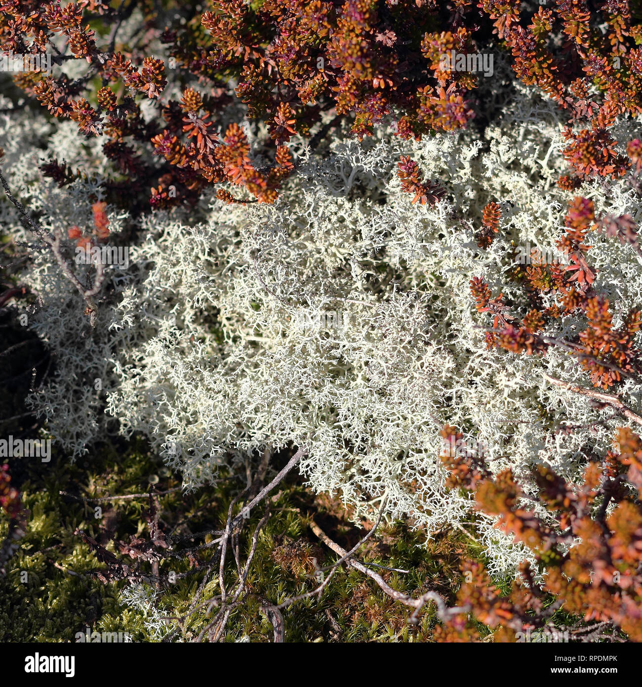 Renne e Nero Crowberry, close-up foto Foto Stock