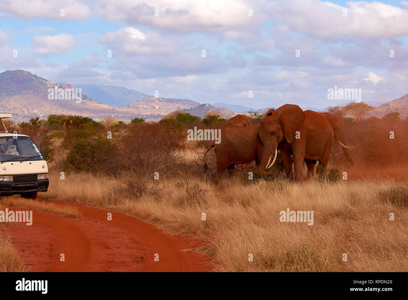 Branco di elefanti su un safari in Kenya in Africa e in auto con i turisti Foto Stock