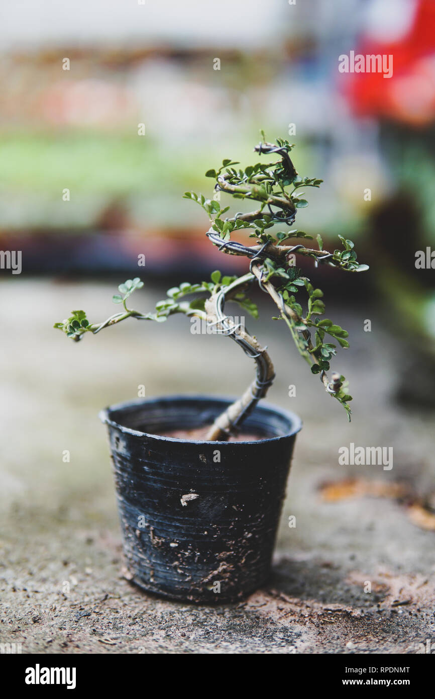 Realizzazione di alberi di bonsai. Accessori fatti a mano il filo e  scrissor bonsai, strumenti di bonsai, stand di bonsai - Immagine Foto stock  - Alamy