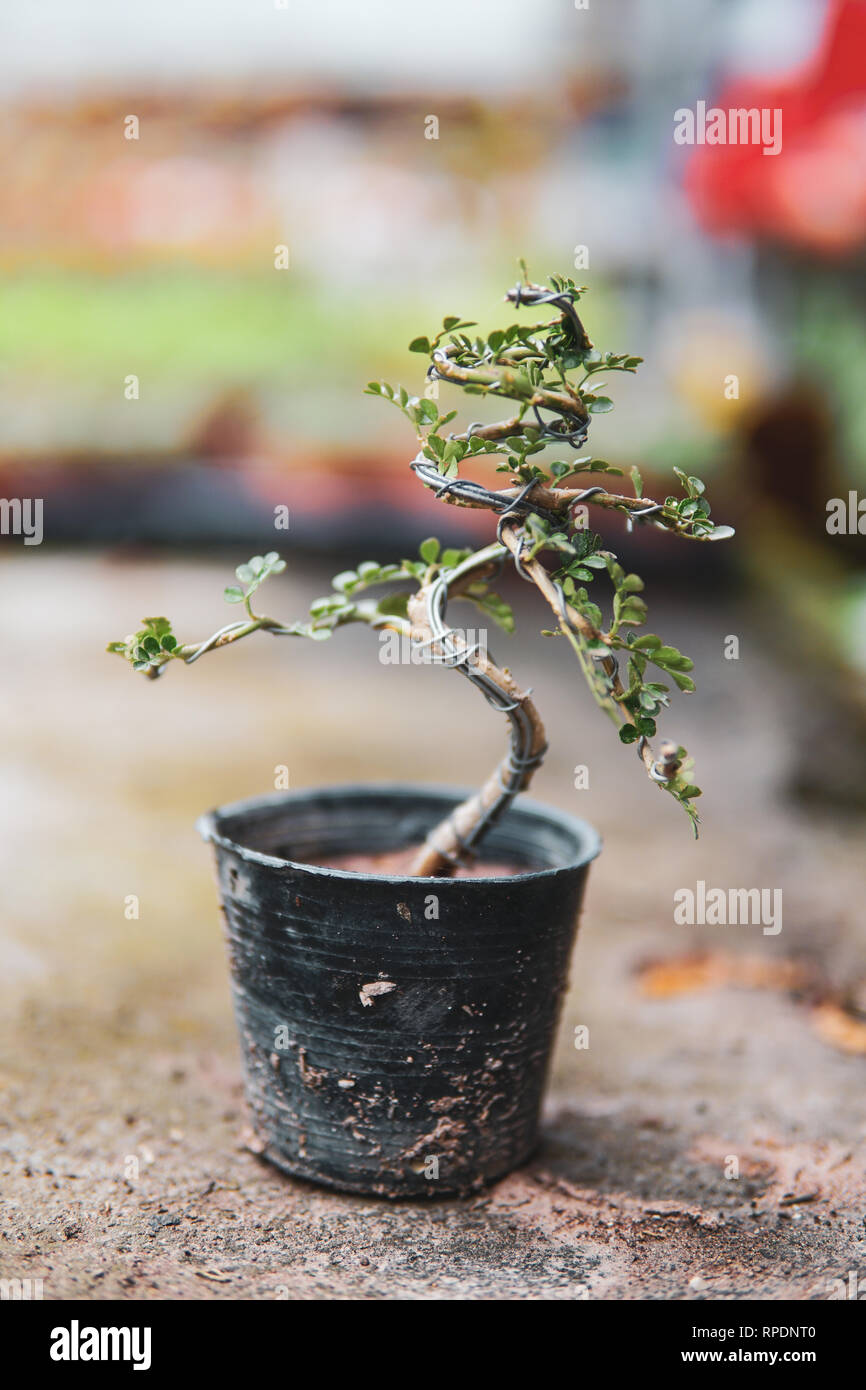 Realizzazione di alberi di bonsai. Accessori fatti a mano il filo