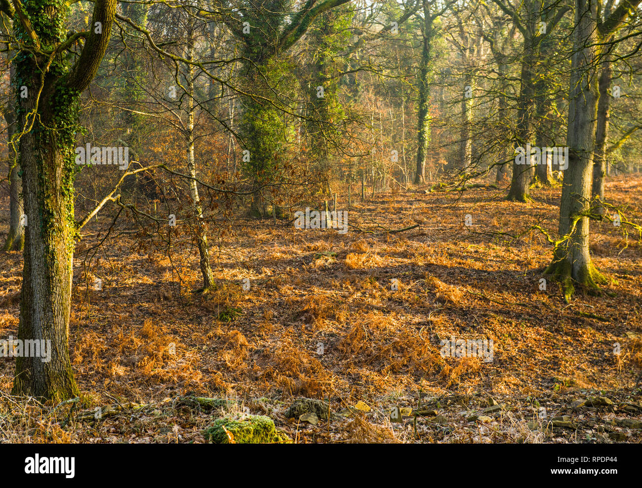 Alberi, ombre e raggi solari nella Foresta di Dean Gloucestershire presto su una mattina di febbraio Foto Stock