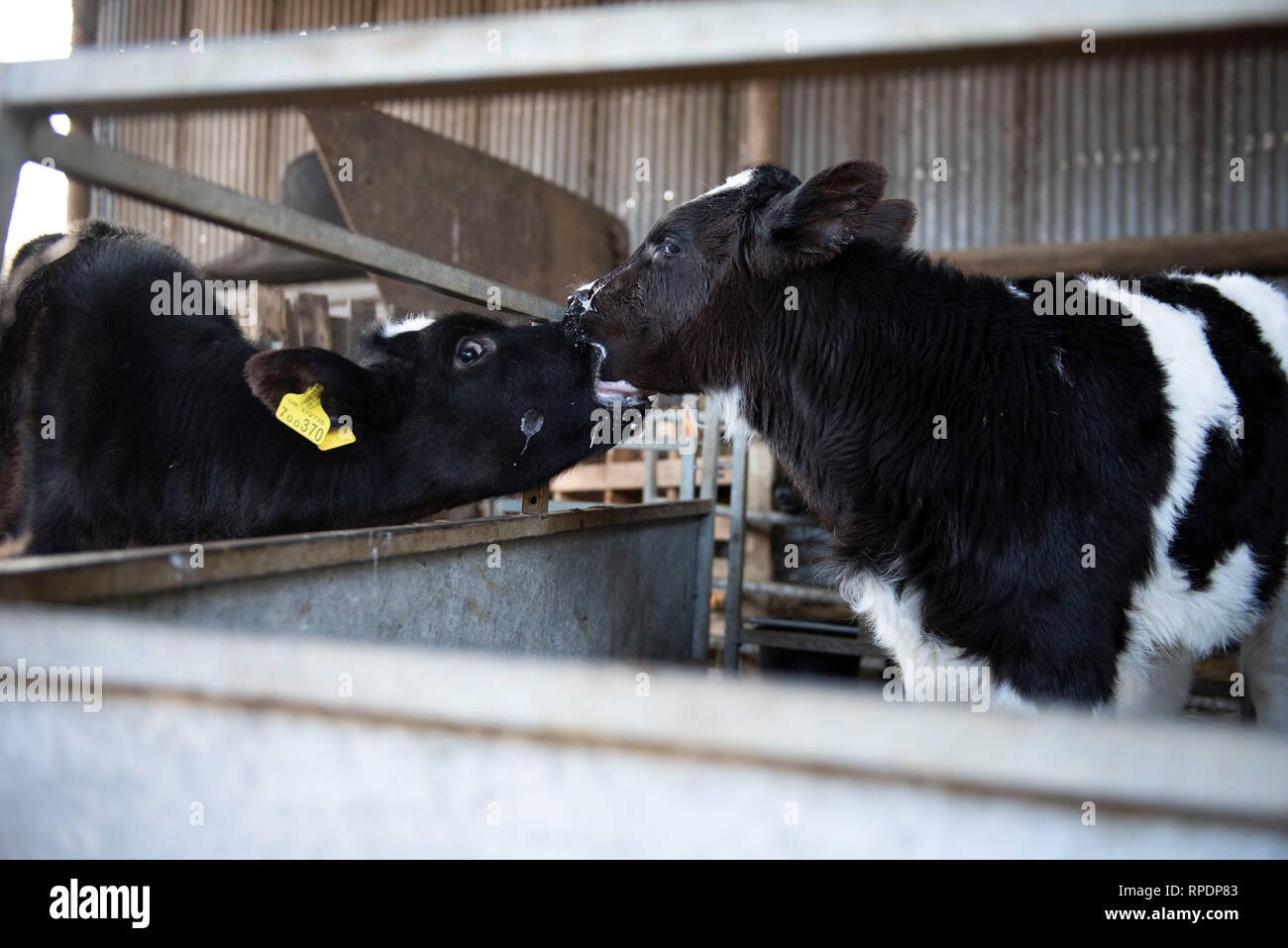 Mercoledì 26 Novembre 2018. Hemyock, Devon, Regno Unito. Due giovani vitelli leccare latte di ciascuna delle bocche di altri dopo essere stato alimentato. Foto Stock