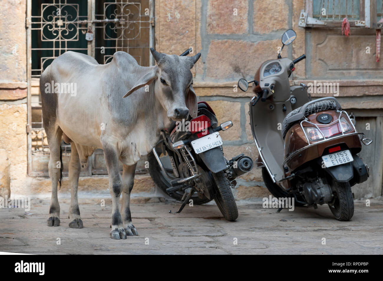 Bull in piedi su una strada, Kishan Ghat, Jaisalmer Fort, Jaisalmer, Rajasthan, India Foto Stock