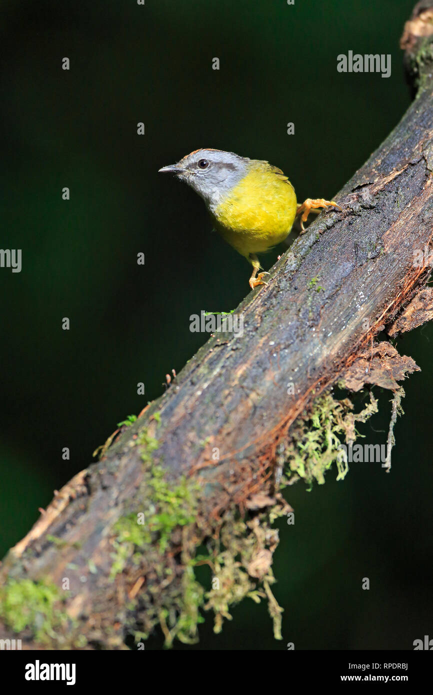 Color ruggine-incoronato trillo di uccello Tandayapa Lodge Foto Stock