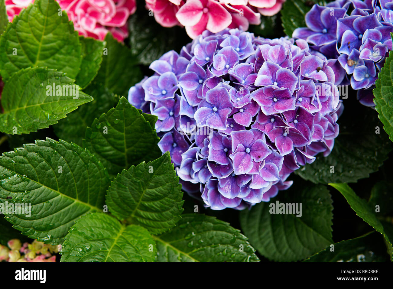Rosa, blu, lilla, violetto, porpora Hydrangea fiore (Hydrangea macrophylla) che fiorisce in primavera e in estate in giardino. Hydrangea macrophylla - Molto Bello Foto Stock
