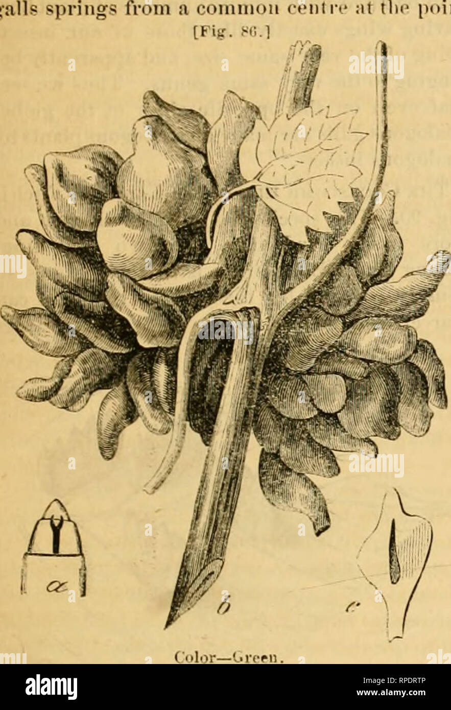 . La American entomologo. Entomologia. .LiAEERICAN entomologo. 107 due piccoli esemplari di thi* ^tutto in crescita su (egli la canna da zucchero del selvaggio di uve gelate in Illinois; e siamo stati presentati w-ith di due grandi speci- mens dal sig. mulini di Hocli Islimd, 111., che aveva fatto crescere su un gelo vitigno piantato nella sua dooryard, da uno dei quali disegni disegnare- ing è copiato (Fig. 80). Tutto Tlie nuis di galli scaturisce da un comune ceniii' [Fig. si..!. dove un bud sarebbe normalmente, ami è evi- dently una mera deformution di un bocciolo. Occasione- alleato una foglia uudeformed witli suo peduncolo ancora intera mette fo Foto Stock
