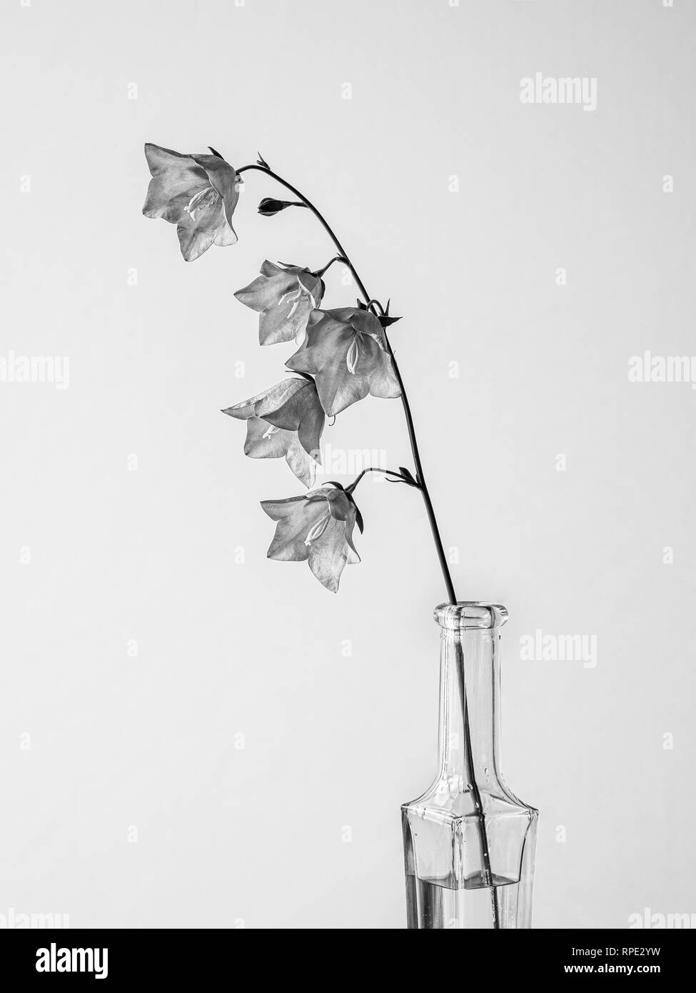 Campanula ancora vita unico fiore in bottiglia Foto Stock