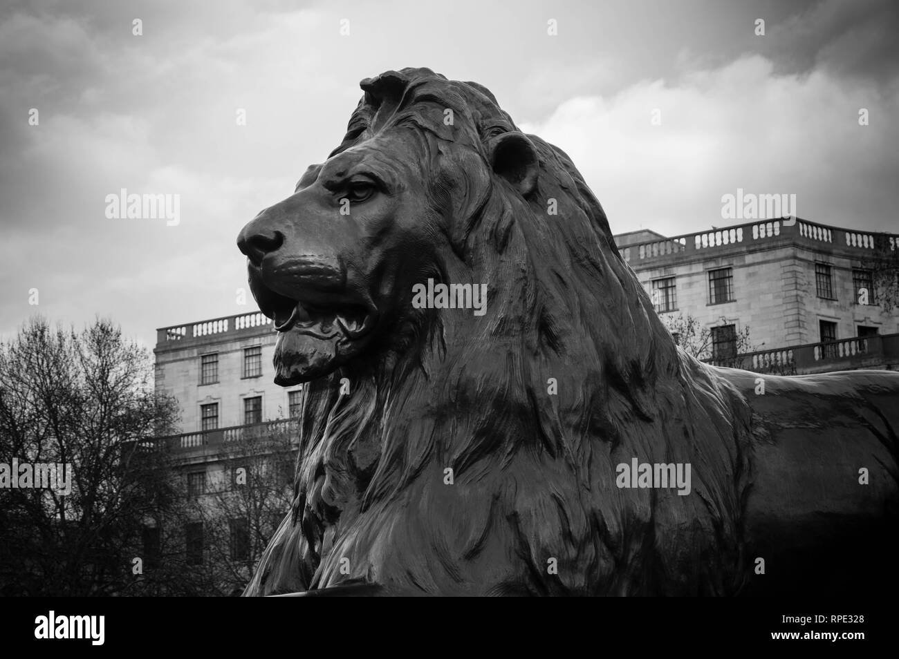 Lion a Trafalgar Square a Londra Foto Stock