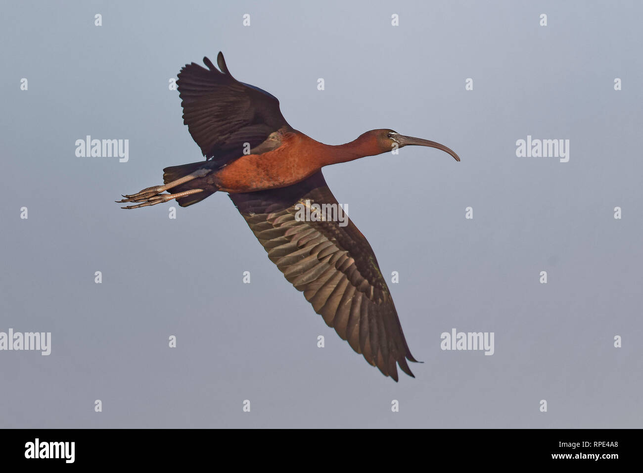 Sichler, Plegadis falcinellus, ibis lucido Foto Stock