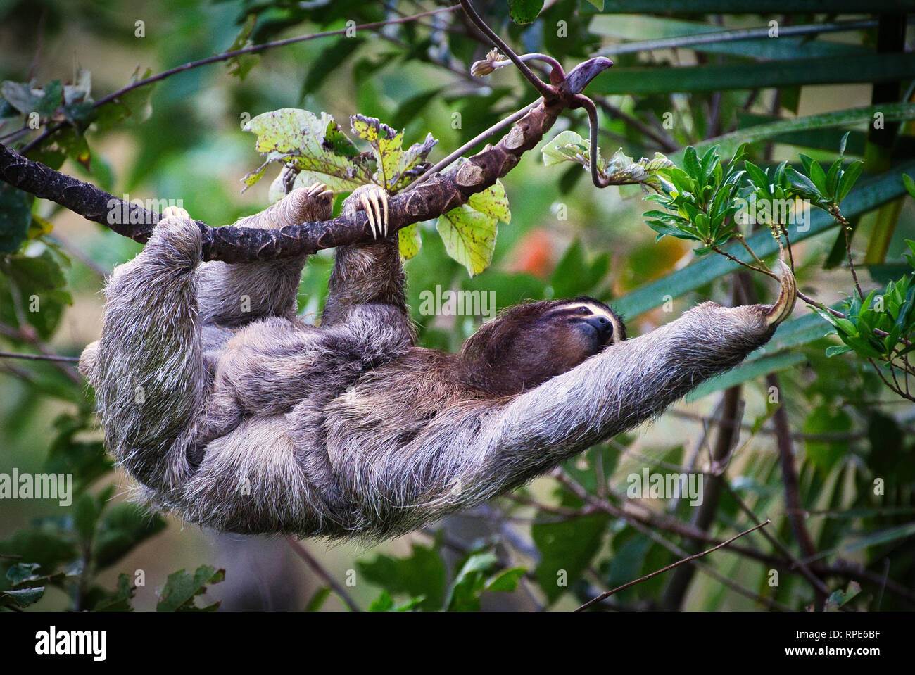 Il bradipo, un marrone-throated sloth (Bradypus variegatus) con baby immagine presa in Panama Foto Stock