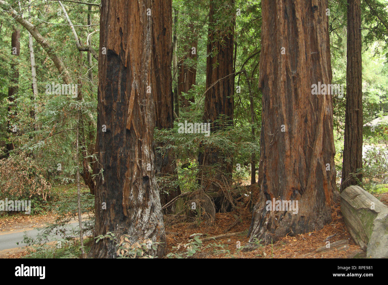 Alberi di sequoia, Pfeiffer Big Sur State Park, California, Stati Uniti d'America Foto Stock