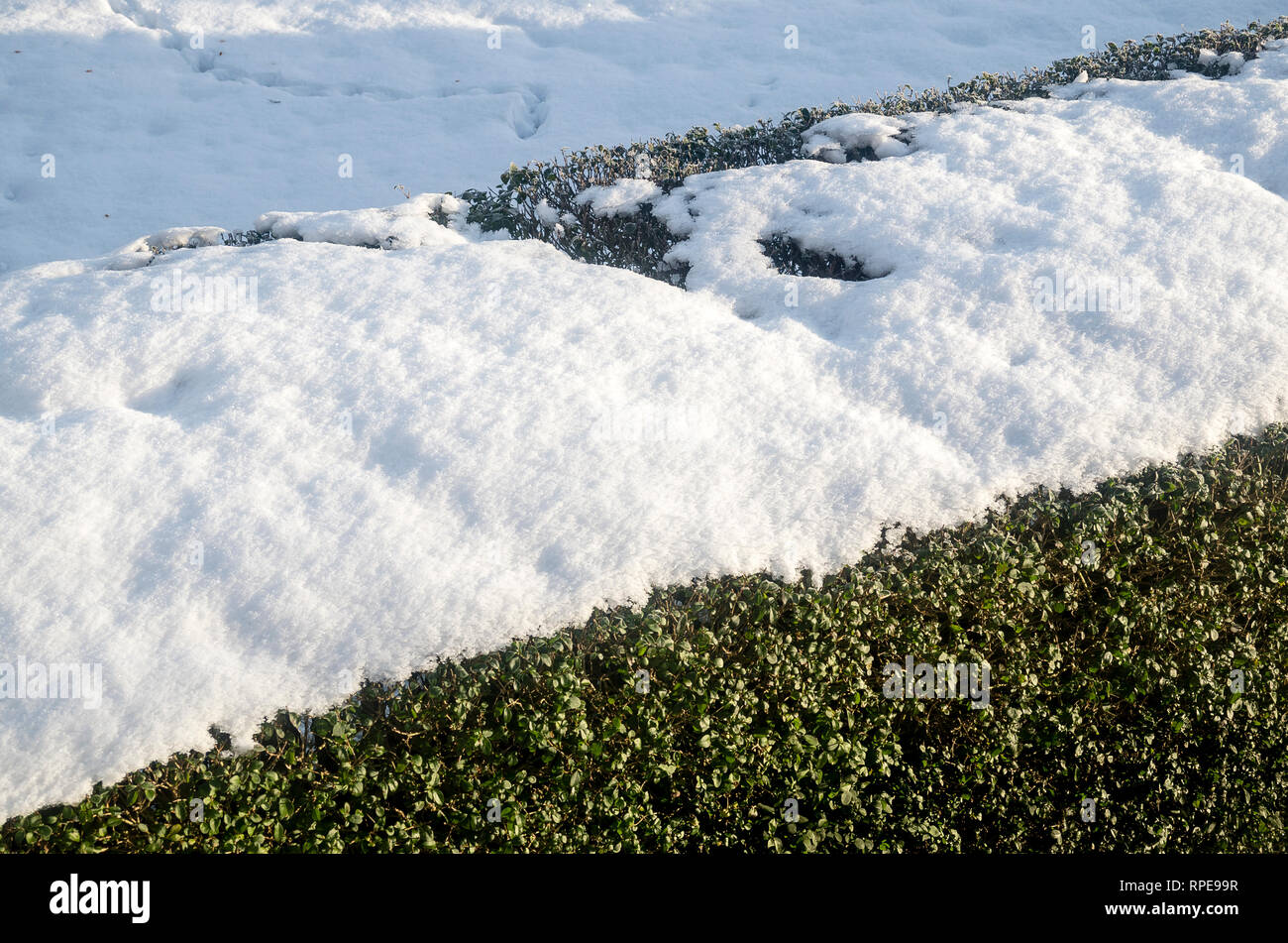 Un piatto sormontato privet hedge raccoglie la caduta della neve in inverno che offre ulteriore protezione termica per l'avifauna ma con il rischio di danneggiare la siepe throu Foto Stock