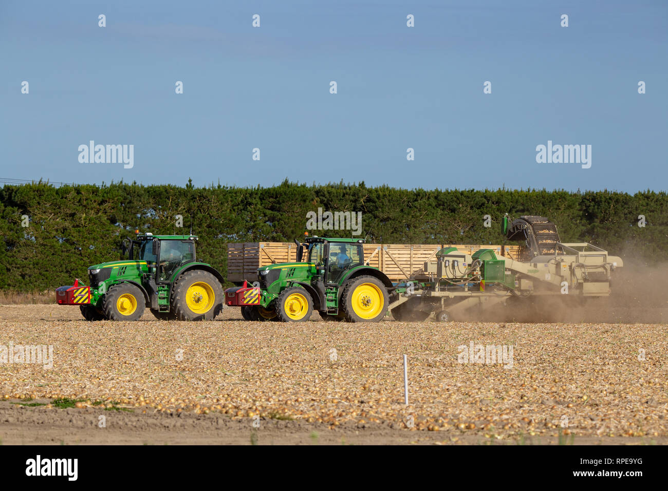 Aylesbury, Canterbury, Nuova Zelanda, 20 Febbraio 2019: cipolla una trincia e trattori John Deere la raccolta di cipolle in estate Foto Stock