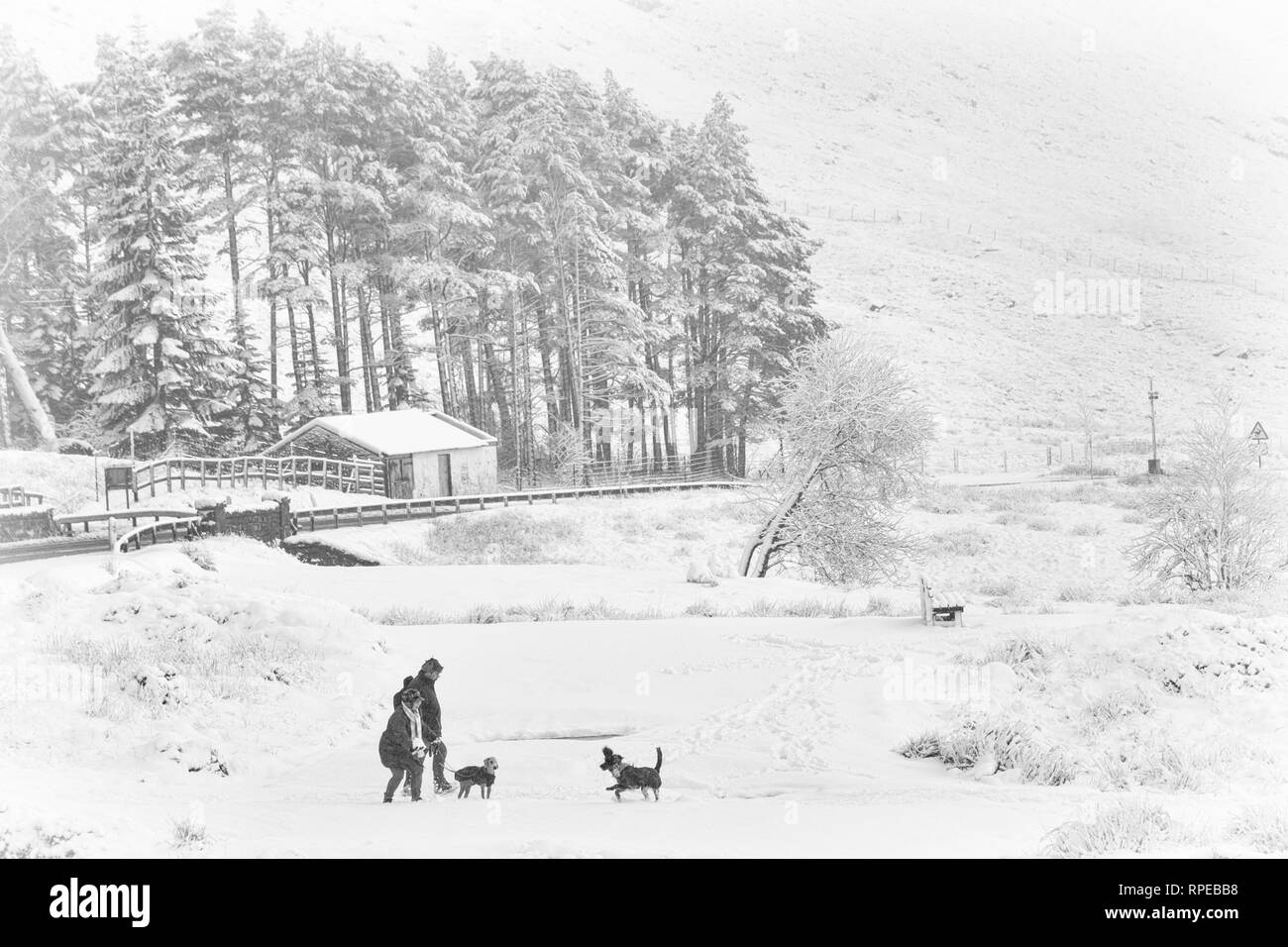 Giovane giocando con i cani nella neve in una fredda giornata invernale con neve e brina in corrispondenza di Rannoch Moor, Glencoe, Highlands scozzesi, Scotland Regno Unito nel gennaio Foto Stock