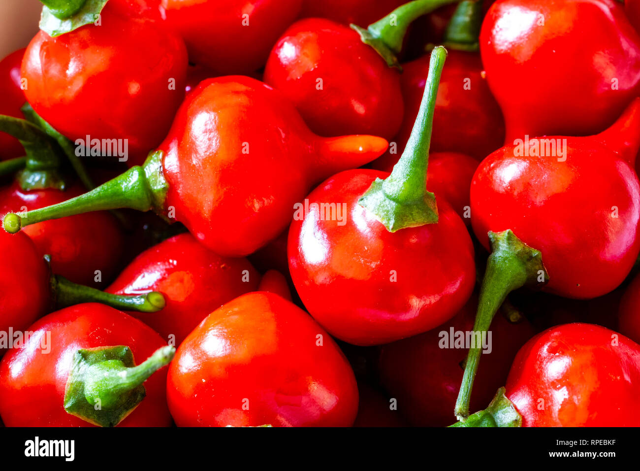 Biquinho rosso peperoncino (capsicum chinense). Foto Stock