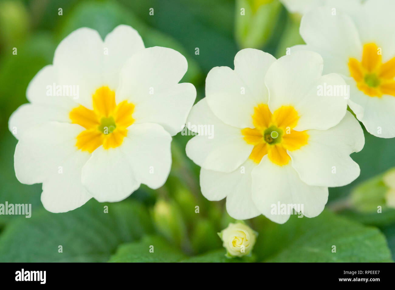 PRIMULA ACAULIS EVERLAST ibrido F1 Foto Stock