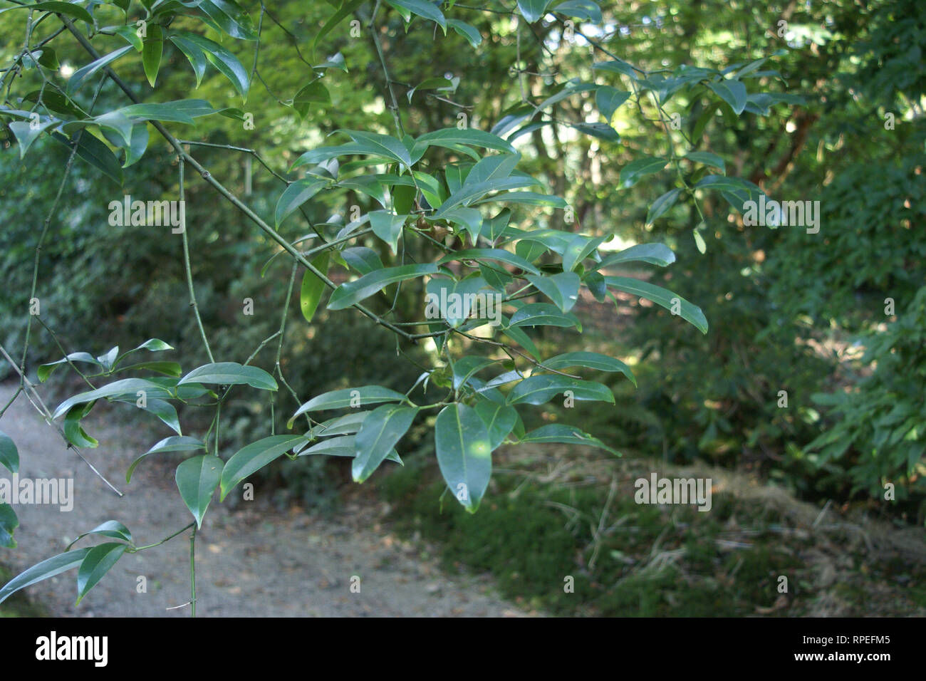 Acer laevigatum Foto Stock