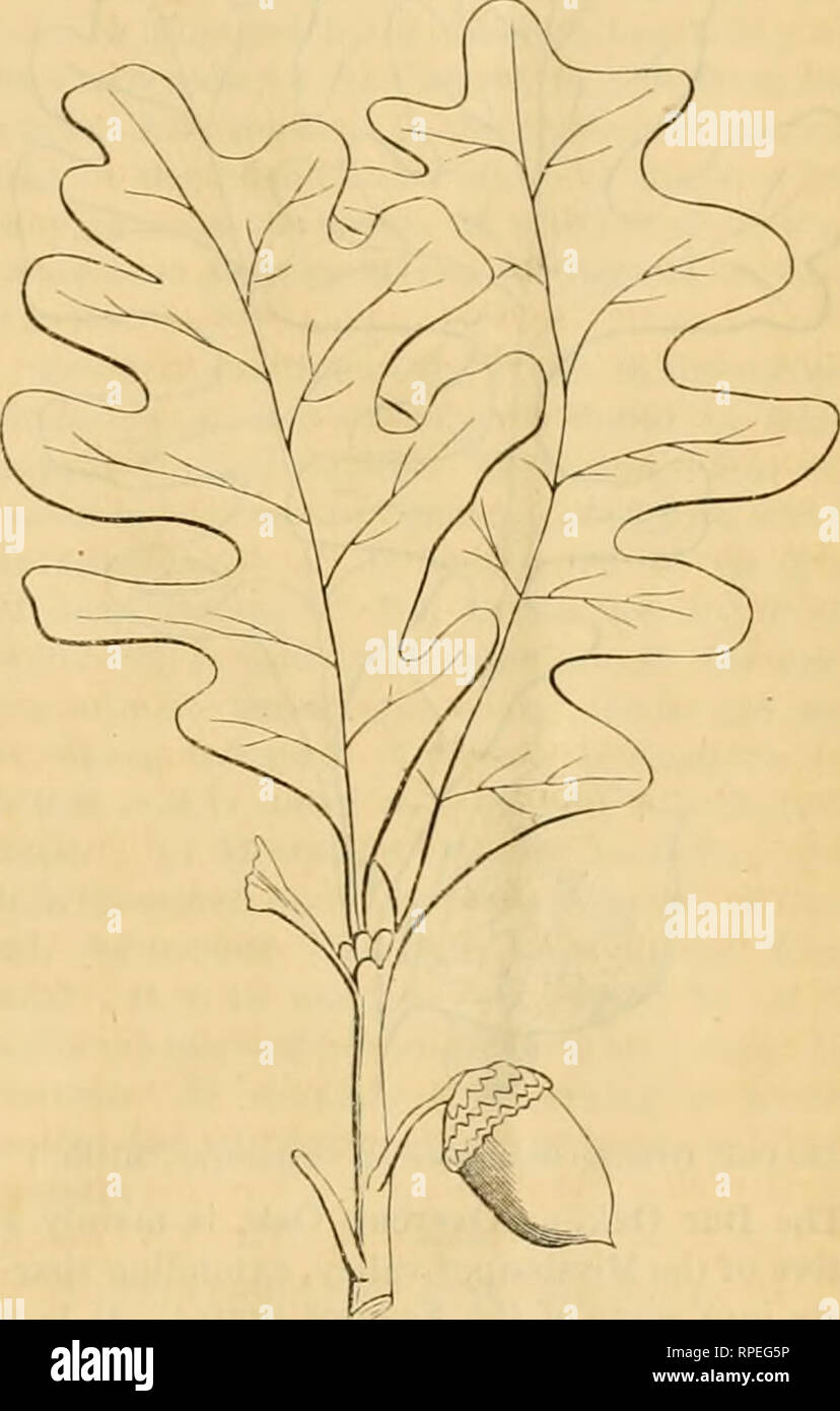 . La American entomologo. Entomologia. Entomologo e botanico. 249 LE QUERCE. Tlie genere Quercus, che abbraccia le querce, è molto diffusa oltre i paesi dell'emisfero settentrionale. Diversi paesi variano mucli ui il numero di specie che producono tliey. Così, nelle isole britanniche, ci sono soltanto due specie; uno con sessili o stalkless parco naturale de los alcornocales (Quercus sessiliflora, Salisb.), e l'altra con ghiande su uno stelo o peduncolo {Q. jiedunculata, L.). Infatti, questi due moduli sono da alcuni botanici stata considerata ma of- legami di una specie (Quercus robur). I paesi Foto Stock