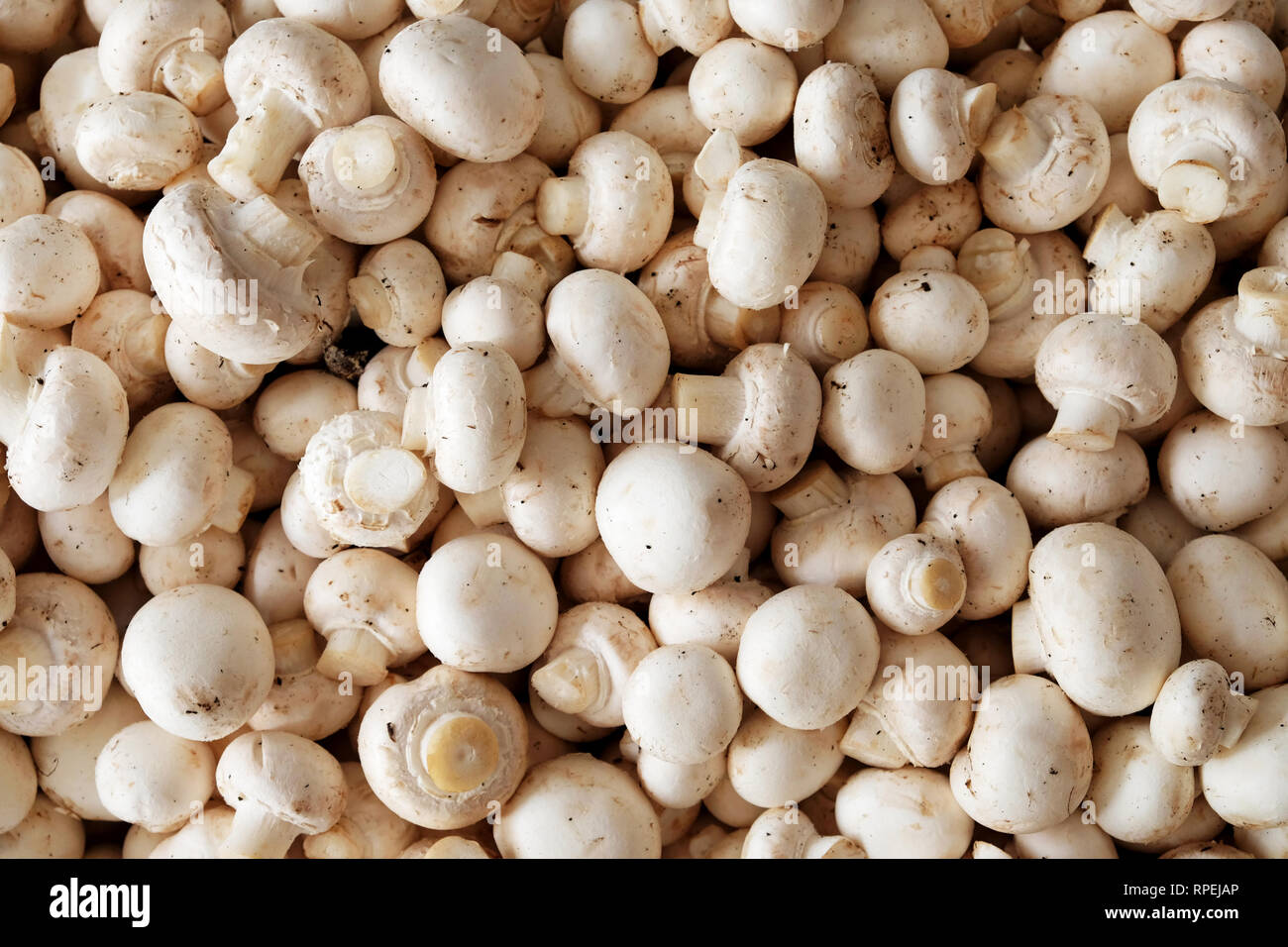 Circa un centinaio di materie champignons impilati al di sopra di ogni altro, overhead punto di vista guardando verso il basso su di funghi Foto Stock