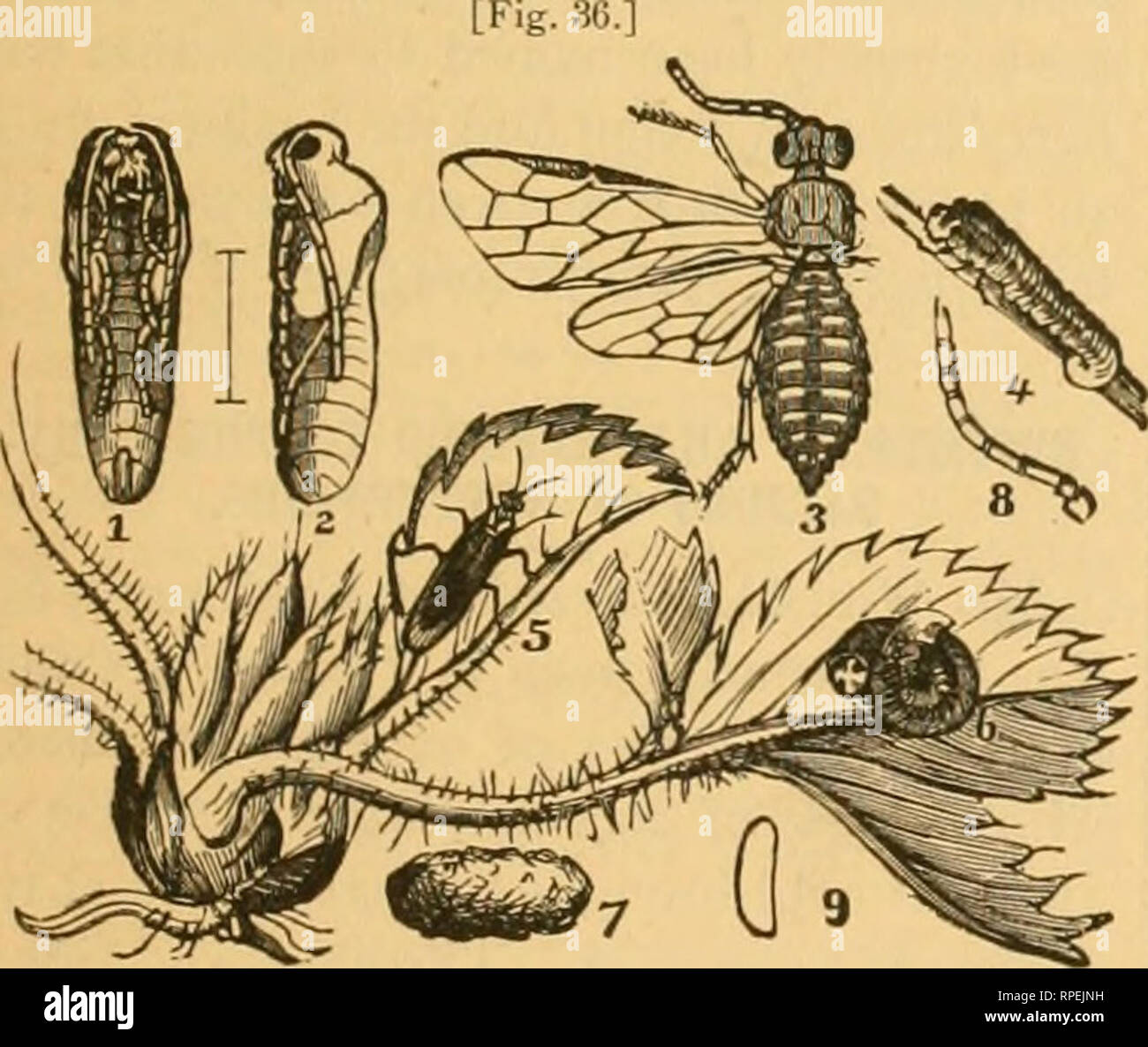 . La American entomologo. Entomologia. Vol. III-sE^R^.^s. VOL.1 NEW YORK, maggio, 1880. No. 5. Pubblicato mensilmente dal mozzo Publishing Co. di n. y. 323 Pearl St., New York. Termini di due dollari per i redattori : CHAS. V. RILEY, Editor, A. S. FULLER, Assistente Editor . RidBPwnnrt N T I nemici di insetti e malattie OP i nostri piccoli frutti. [Kctd prima del New Jersey stato Societj orticola', gen. 16, 1880, da A. S. FuLLEB.] Concluso/rom p. 93.] La fragola. Tra i nemici di insetto della paglia- Berry, il bianco comune Grub è probabilmente uno dei più distruttivi. È il hnrva del maggio-beetl Foto Stock