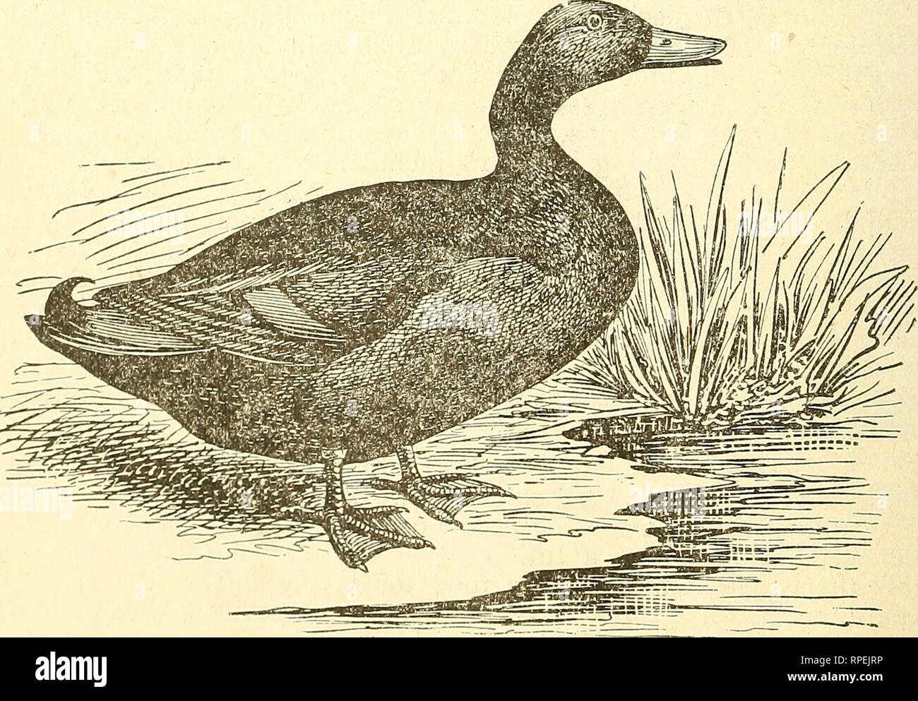 . L'Americano dell'amatore libro di pollame. Il pollame. L'americano dell'amatore, ora dopo il pulcino è 24 ore vecchie, alimentazione di questo cibo per ogni due o tre ore fino a quando esso è di circa tre giorni, e poi dare il seme di miglio, e non appena si impara a mangiare il miglio, lasciare fuori gli altri alimenti e dare una buona acqua fresca in una maniera tale che esso non può salire su di esso. Vedere che i pulcini sono abbastanza caldo per tenerli da spingendo fino in,, angoli e calpestino verso il basso e, soprattutto, dare loro un sacco di buona, aria fresca e al sole. Abbiamo raccolto tutti i modo da 100 a 800 polli su n Foto Stock