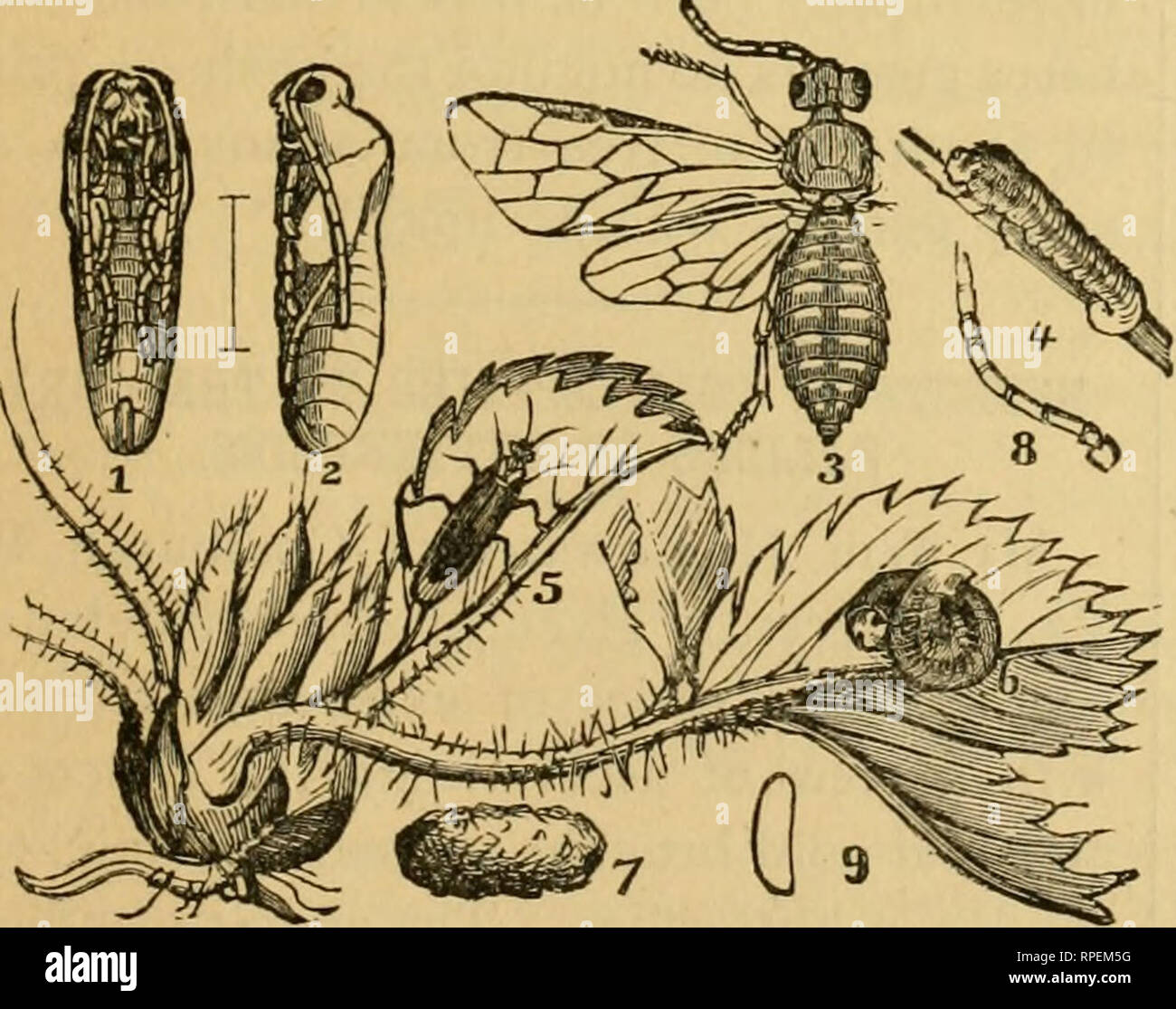 . La American entomologo. Entomologia. Vol. III. VOLl NEW YORK, maggio, 1880, n, 5, pubblicato mensilmente dal mozzo Publishing Co. di n. y, 828 Pearl St., New York. Termini .due dollari per anno e in anticipo. I REDATTORI : CHAS. V. RILEY, Editor di Washington, I C. A. S. FULLER, Assi.stant Edi . Ridgewood, N. J. i nemici di insetti e malattie dei nostri piccoli frutti. [Re.id prima del New Jersey Stato società Horticaltiiral, gen. 16, 1880, da A. S. Fuller.]  concluso f7-om p. 93.] La Fragola. Tra i nemici di insetto della paglia- Berry, il bianco comune Grub è probabilmente uno dei più distruttivi. Ho Foto Stock