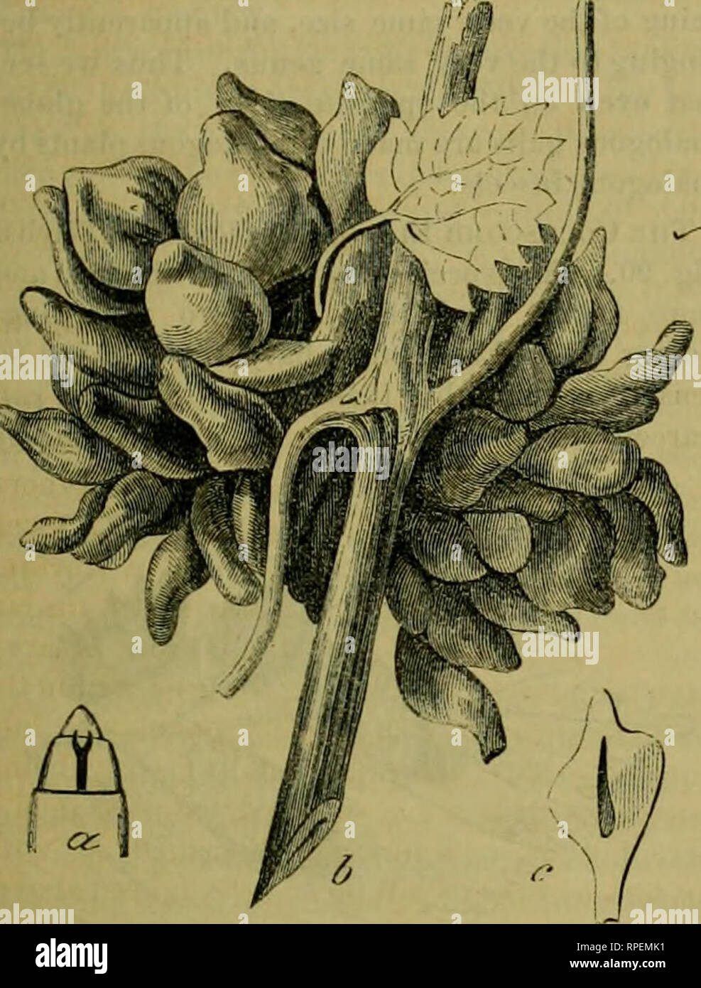 . La American entomologo. Entomologia. La American entomologo. m due piccoli esemplari di questa g^tutti Ven"grazie alla canna da zucchero di selvaggio di uve gelate in Illinois; e ci sono state presentate con due grandi speci- mens dal sig. Mills del garretto Isola, 111., che erano cresciuti wpon un gelo di uva (jlaiited nella sua dooryard, da uno dei quali disegni disegnare- ing è copiato (Fig. 80). Il wliole massa di galli molle ftom un comune Lontie tt il punto [tig % 1 "J. Colore verde-. dove un bud sarebbe normalmente ed è evi- dently una mera deformazione di un bocciolo. Occasione- alleato iiudeformed una foglia con il suo peduncl Foto Stock