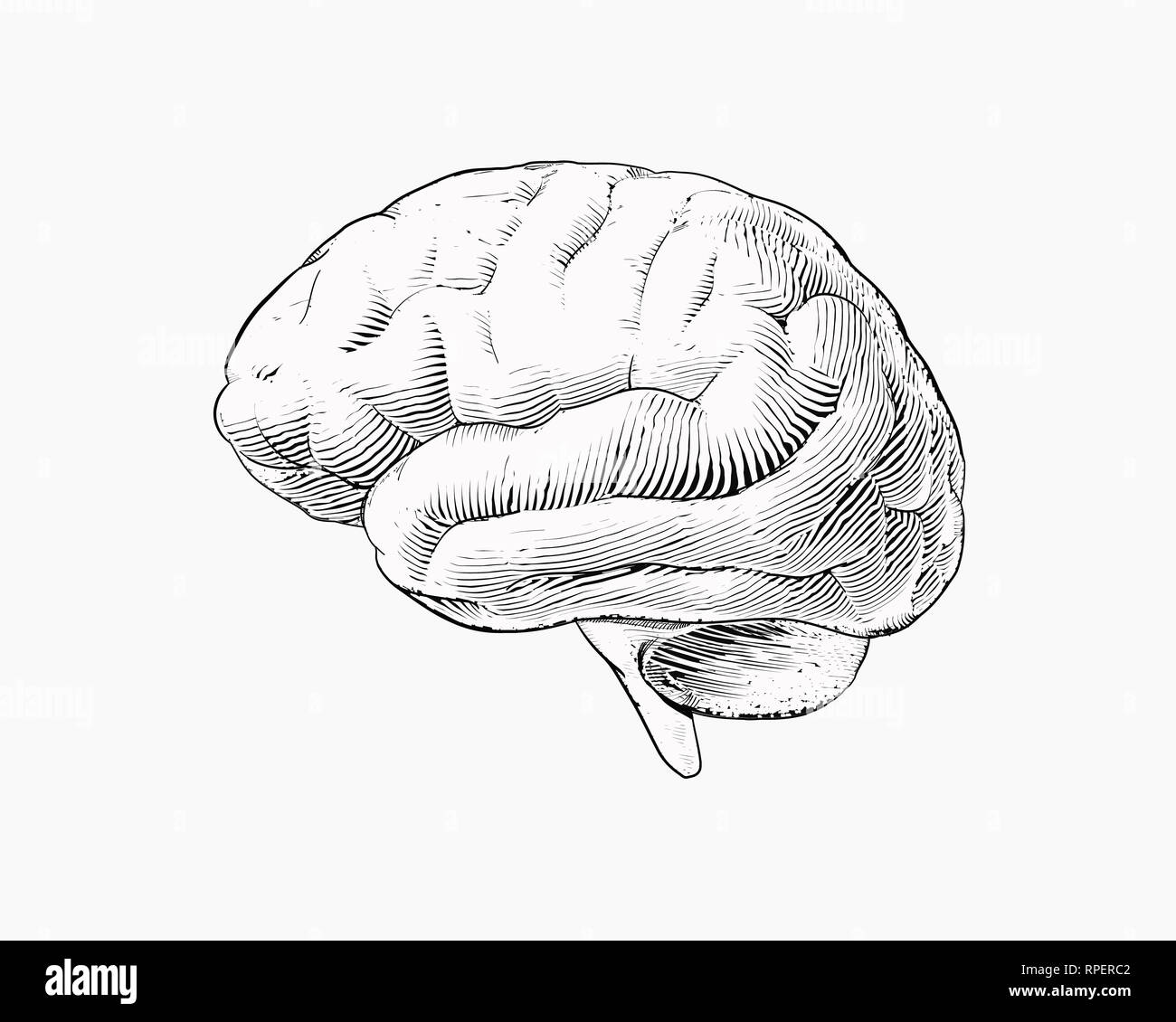 Incisione monocromatica illustrazione del cervello in vista laterale o vista laterale isolata su sfondo bianco Foto Stock