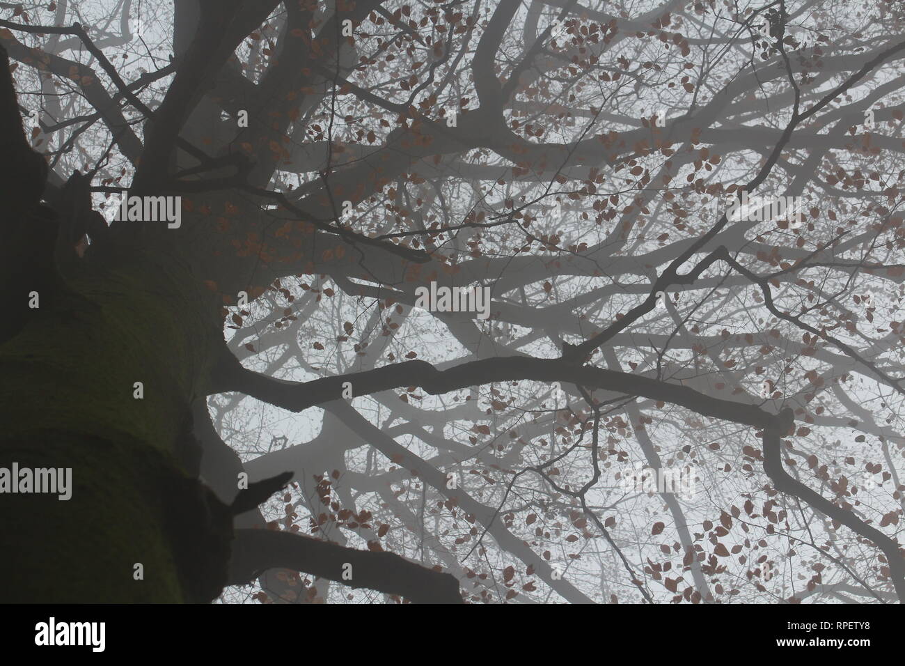 Steigerwald Foto Stock