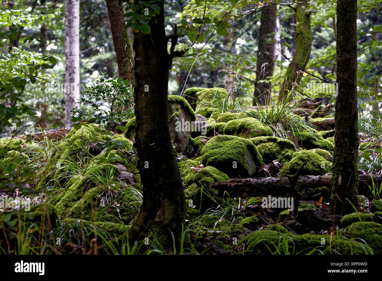 Deep Forest in Kaysersberg-Vignoble, Alsazia, Francia Foto Stock