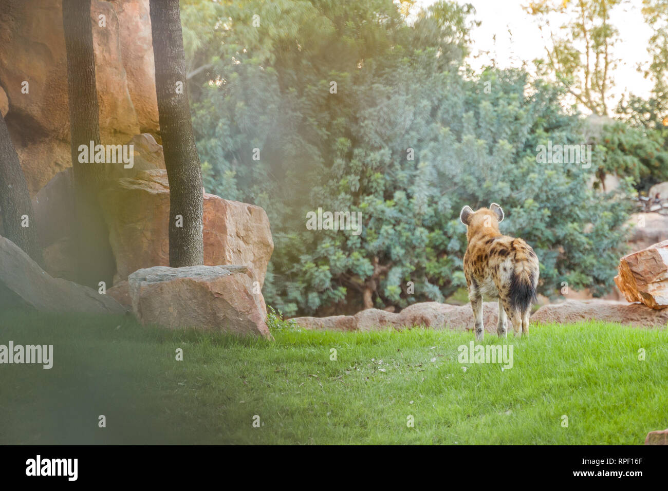 The Spotted hyena (Crocuta crocuta), noto anche come il ridere iena. Foto Stock