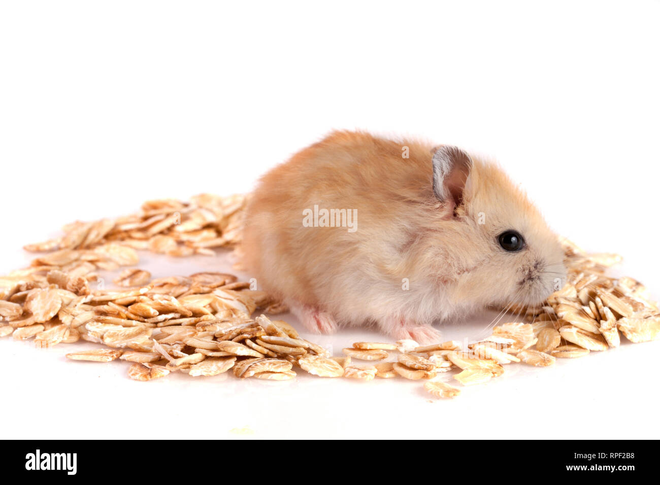 Fiocchi di avena con un criceto isolati su sfondo bianco Foto Stock
