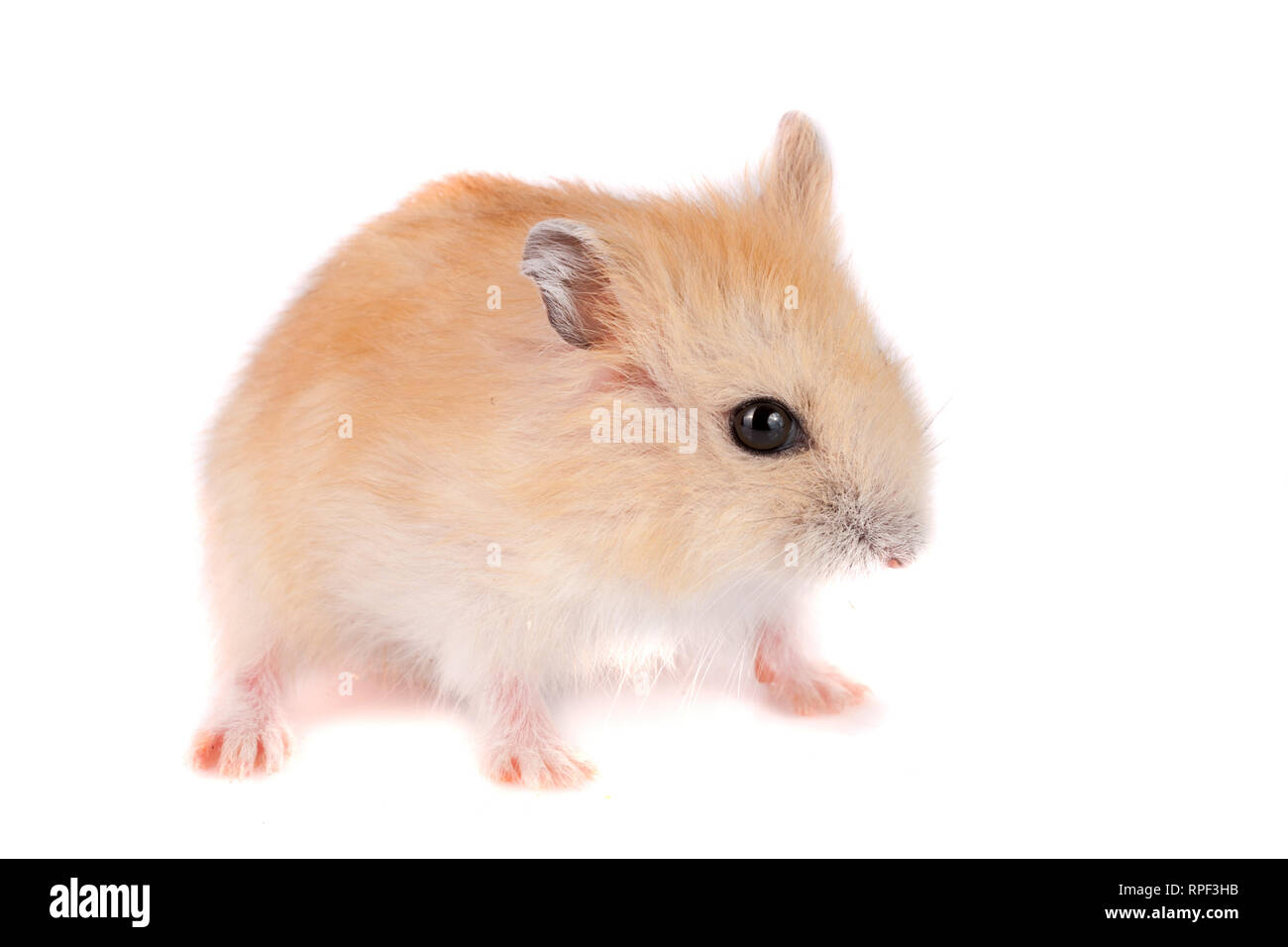 Poco divertente hamster isolati su sfondo bianco Foto Stock