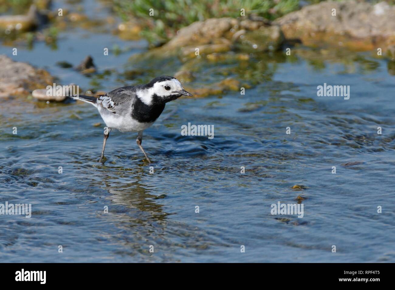 Pied wagtail (Motacilla alba) foraggio per insetti acquatici in un piccolo ruscello, Gloucestershire, UK, Giugno. Foto Stock