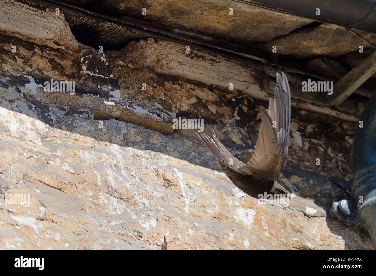 Comune (swift Apus apus) battenti dal suo nido sito in una fessura del tetto in un vecchio edificio, Lacock, Wiltshire, Regno Unito, Giugno. Foto Stock