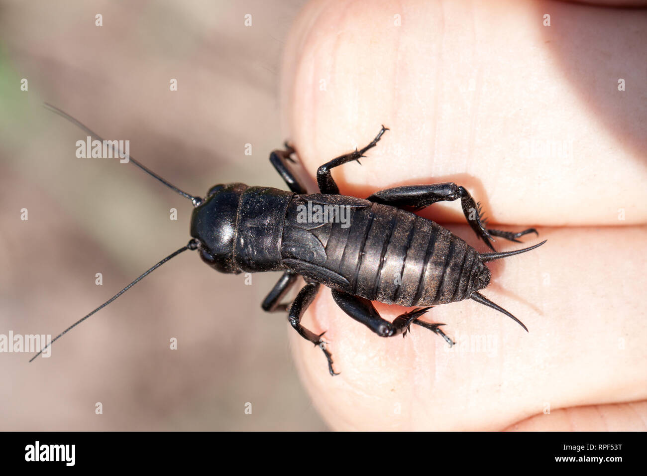 Mano azienda settore cricket all'esterno. Gryllus campestris Foto Stock
