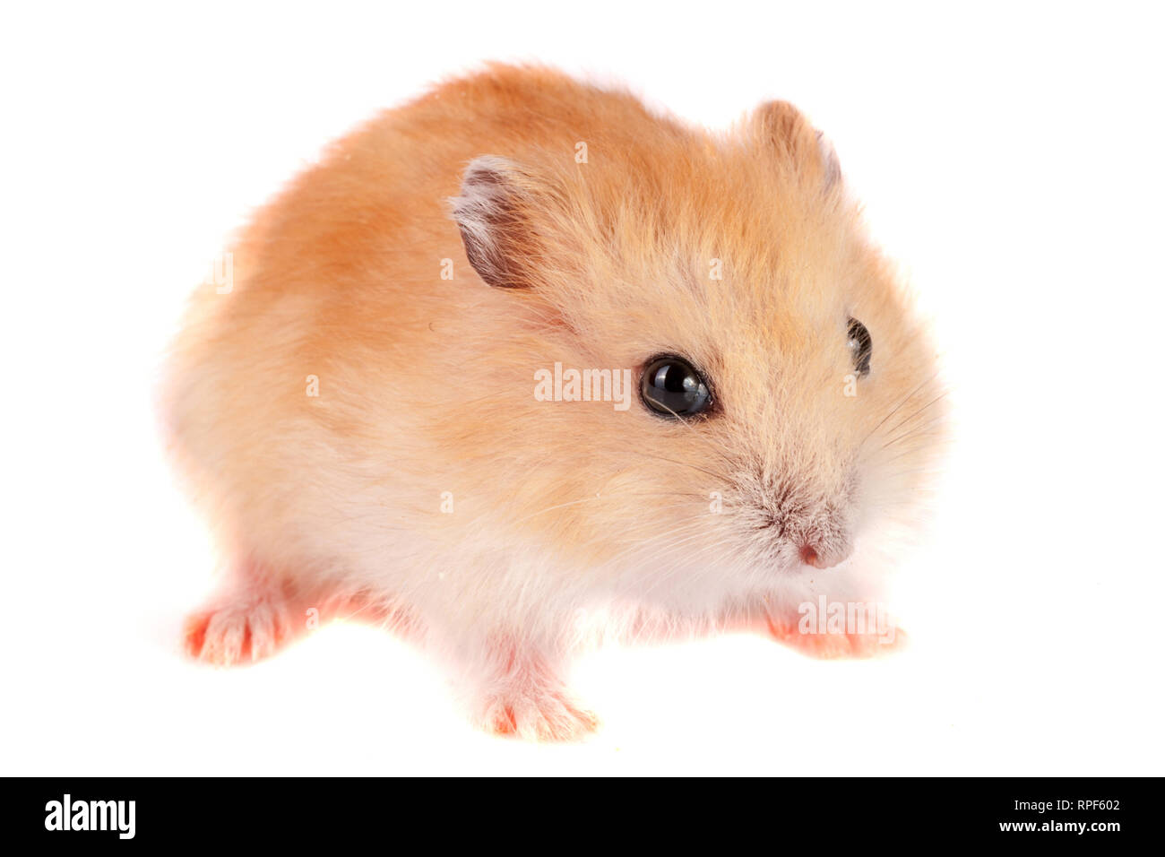 Poco divertente hamster isolati su sfondo bianco Foto Stock