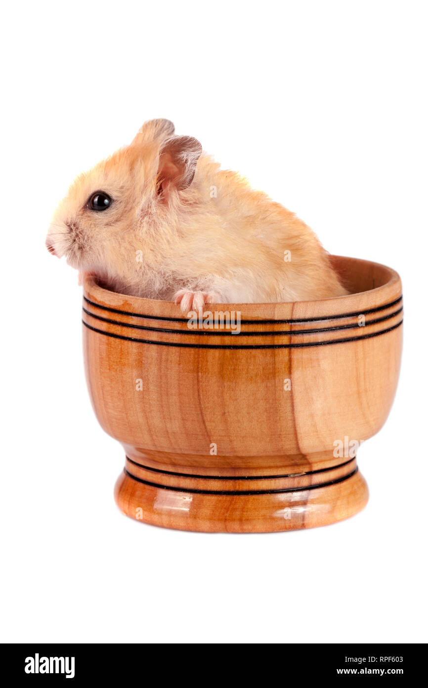 Piccolo criceto divertenti in una ciotola di legno isolato su sfondo bianco Foto Stock