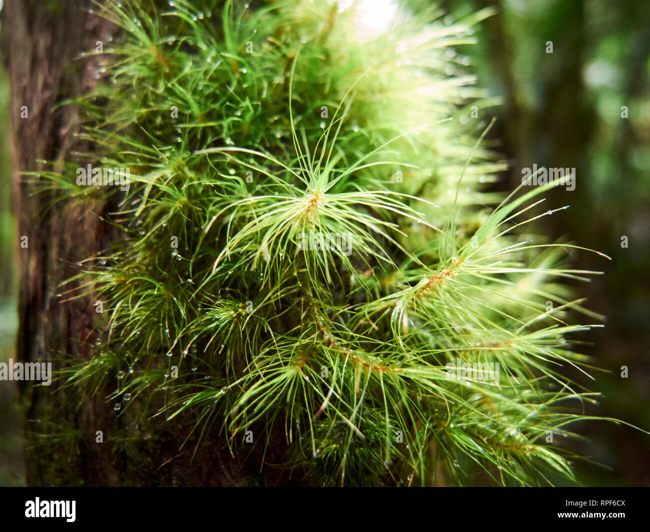 Dicranoloma robustum, un comune moss con una distribuzione capillare in Tasmania cool foreste pluviali temperate Foto Stock