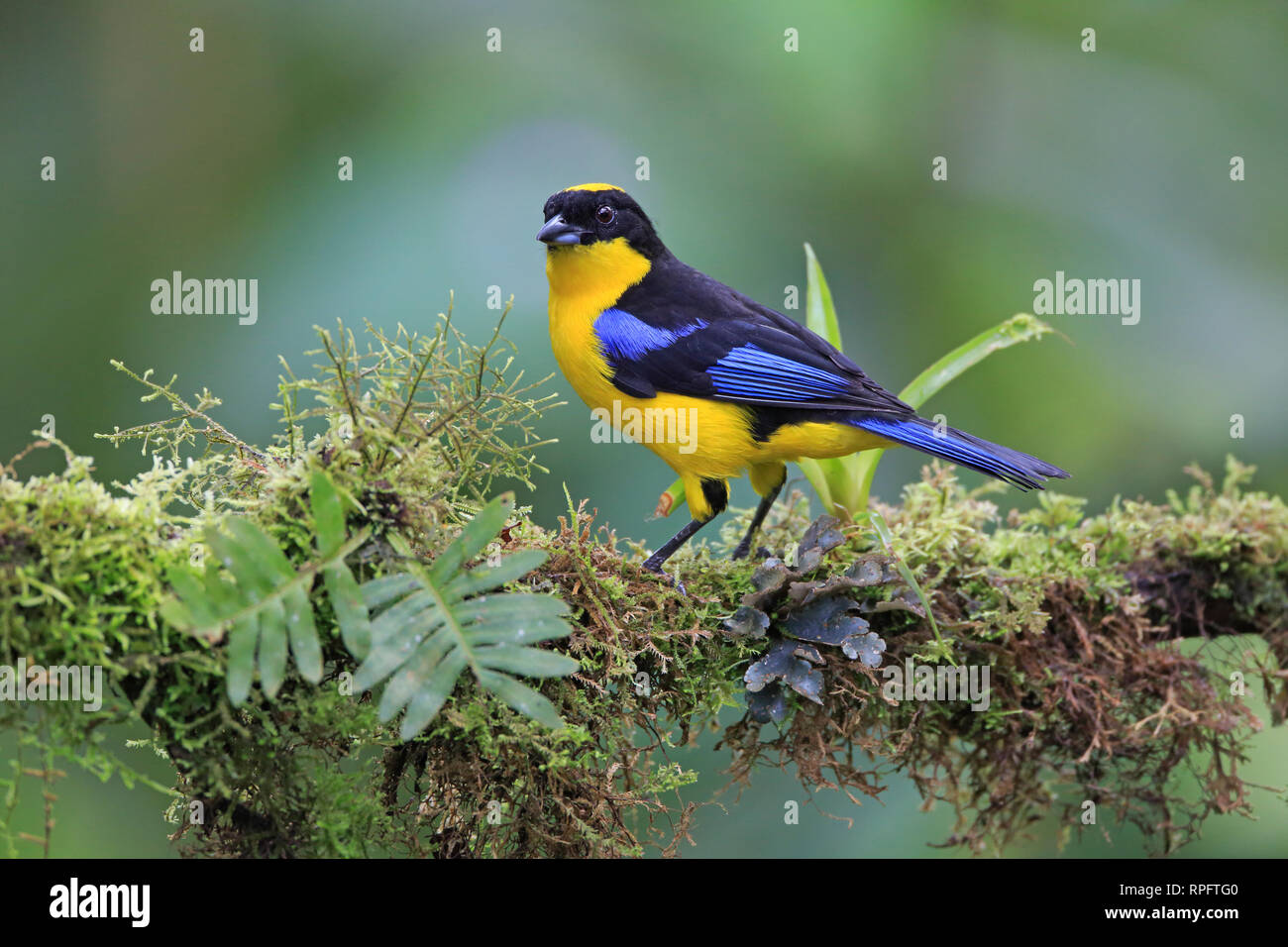 Blu-winged Mountain-Tanager a San Tadeo Ecuador Foto Stock