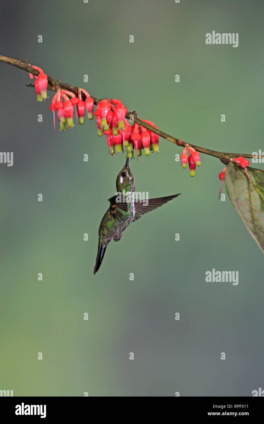 Viola-bibbed Whitetip a Tandayapa Bird Lodge Ecuador Foto Stock