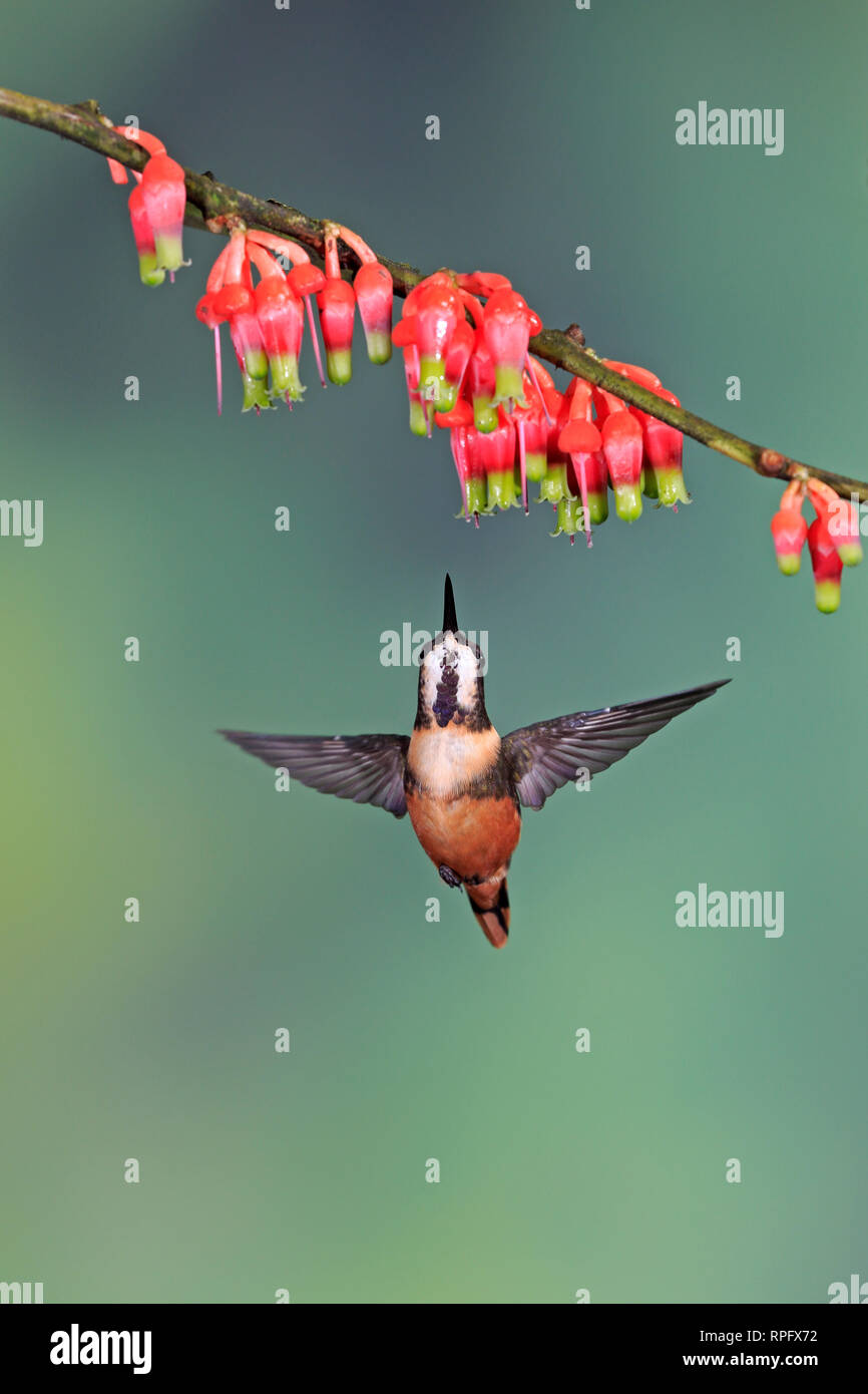 Purple-throated Woodstar a Tandayapa Bird Lodge Ecuador Foto Stock