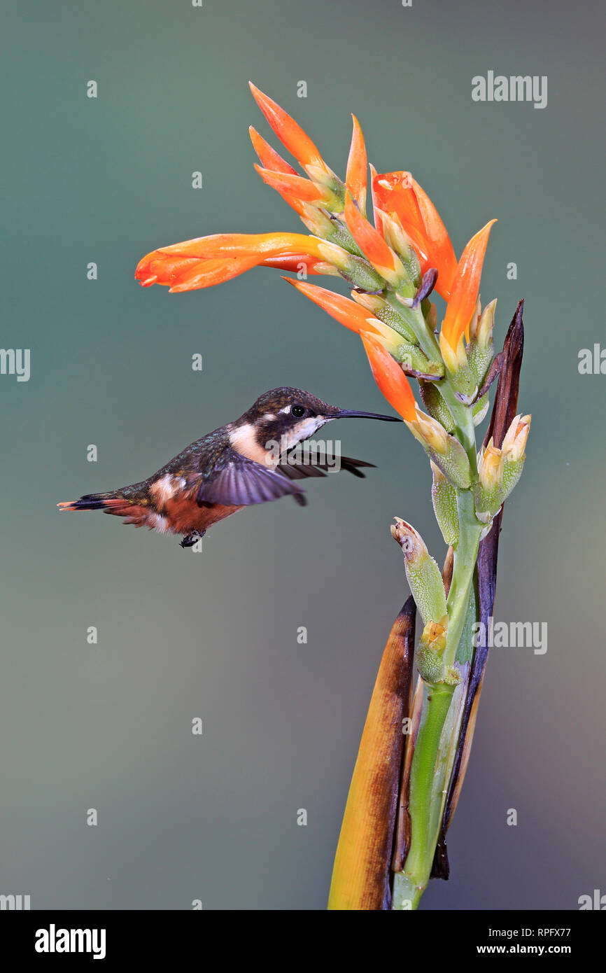 Purple-throated Woodstar a Tandayapa Bird Lodge Ecuador Foto Stock