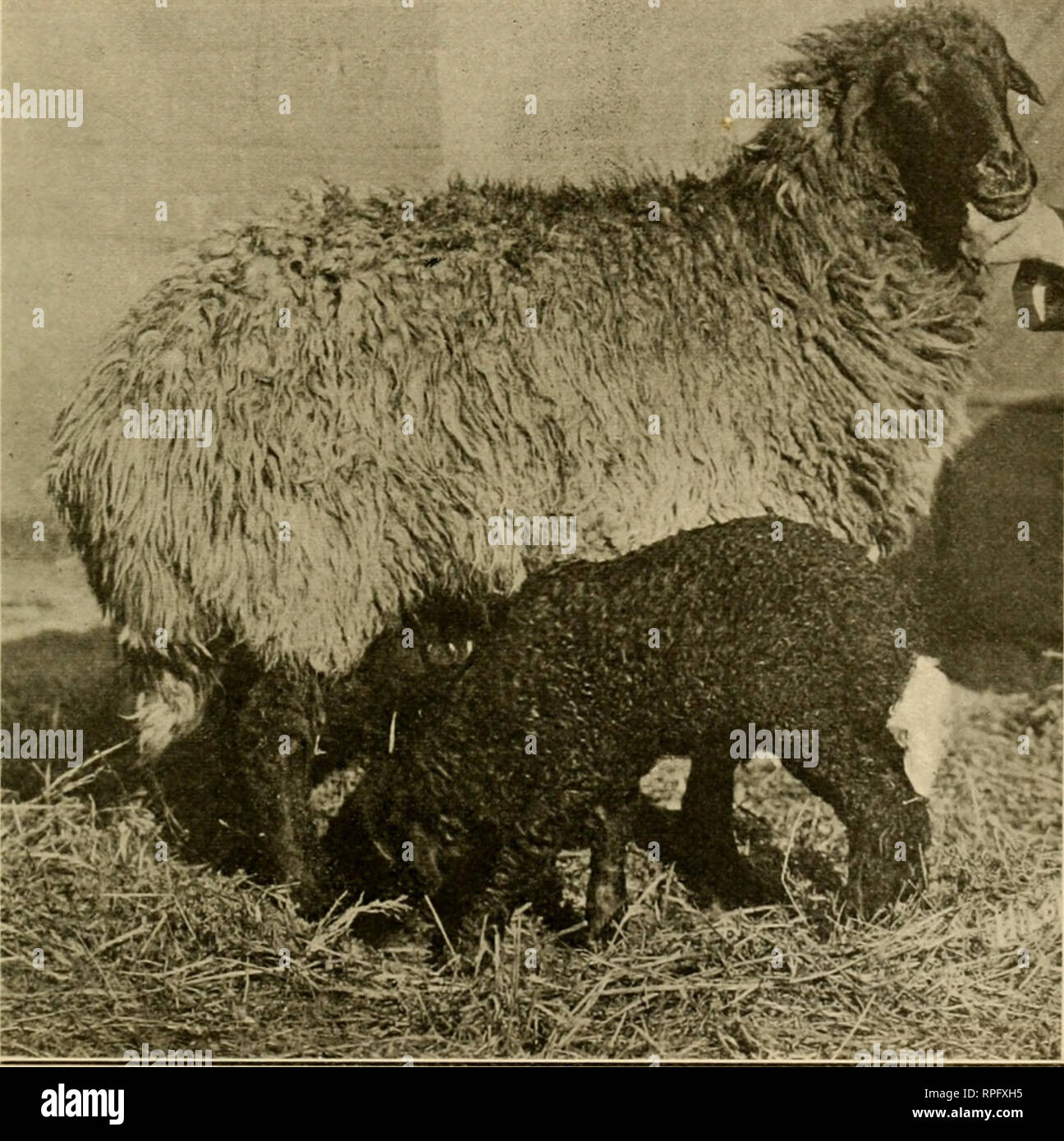 Agnello karakul immagini e fotografie stock ad alta risoluzione - Alamy