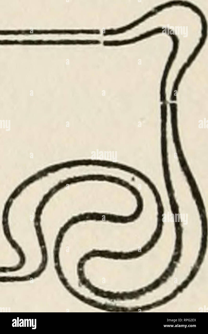 . Il botanico americano : una rivista mensile per la pianta amante. Piante; piante -- Stati Uniti. - -Oo scuola botanica. I Piaceri della botanica.-Il veterano scienziato, il dottor Alfred Russell Wallace, ha recentemente celebrato il suo ottanta-nono compleanno e in risposta alle felicitazioni di un gruppo di studenti di biologia ha scritto in parte come segue: "Le meraviglie della natura sono state la gioia e la consolazione della mia vita. Dal giorno in cui ho visto per la prima volta un bee orchis {OpJirys apifera) in ignorante stupore per la mia prima vista del grand foreste dell'Amazzonia; di là per l'Arcipelago Malese, quando ogni islan fresco Foto Stock