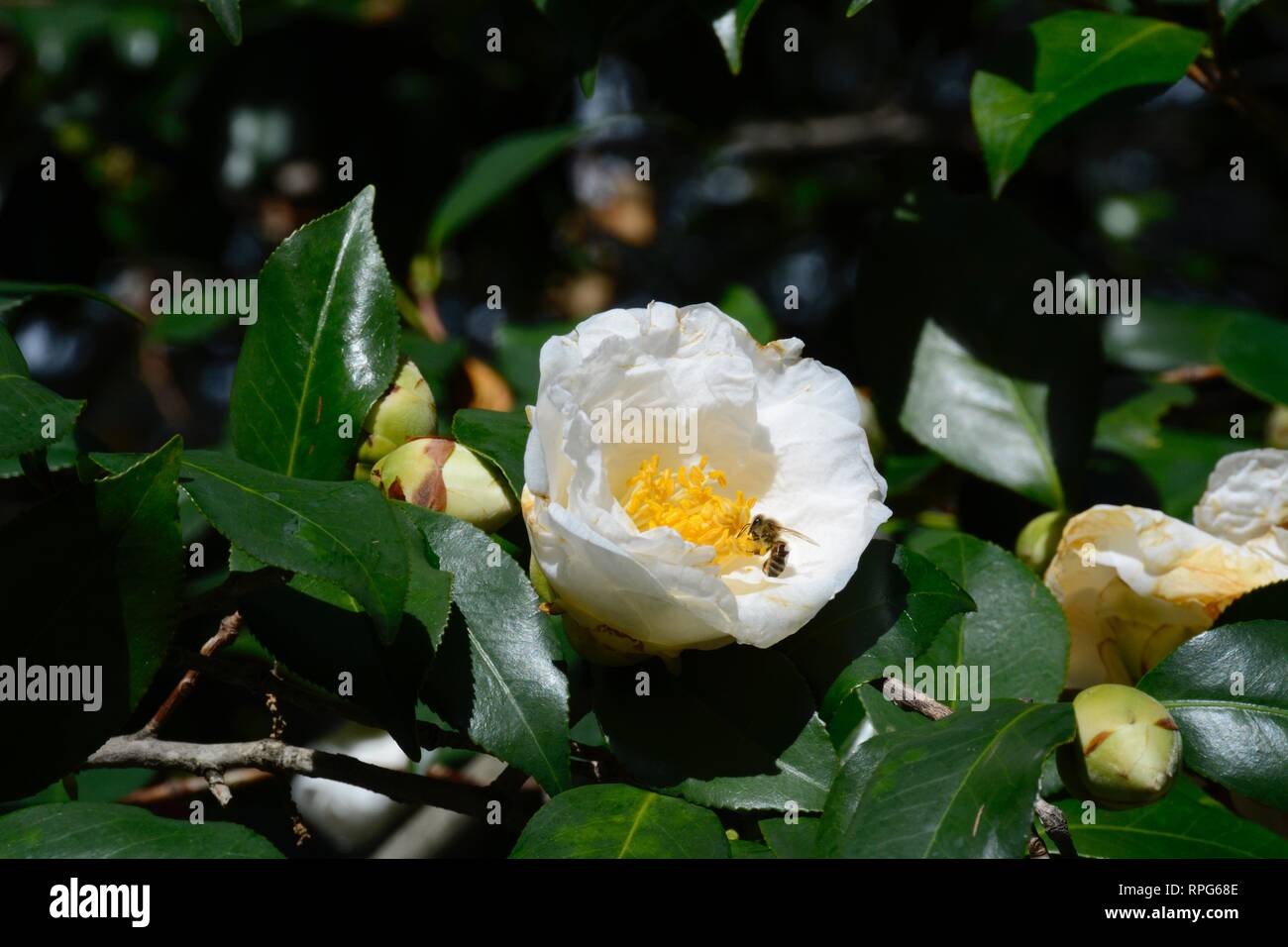 Bee per raccogliere il polline da un bianco di camellia con ciuffo di stami gialli al Descanso Gardens in La Cañada Flintridge, California. Foto Stock