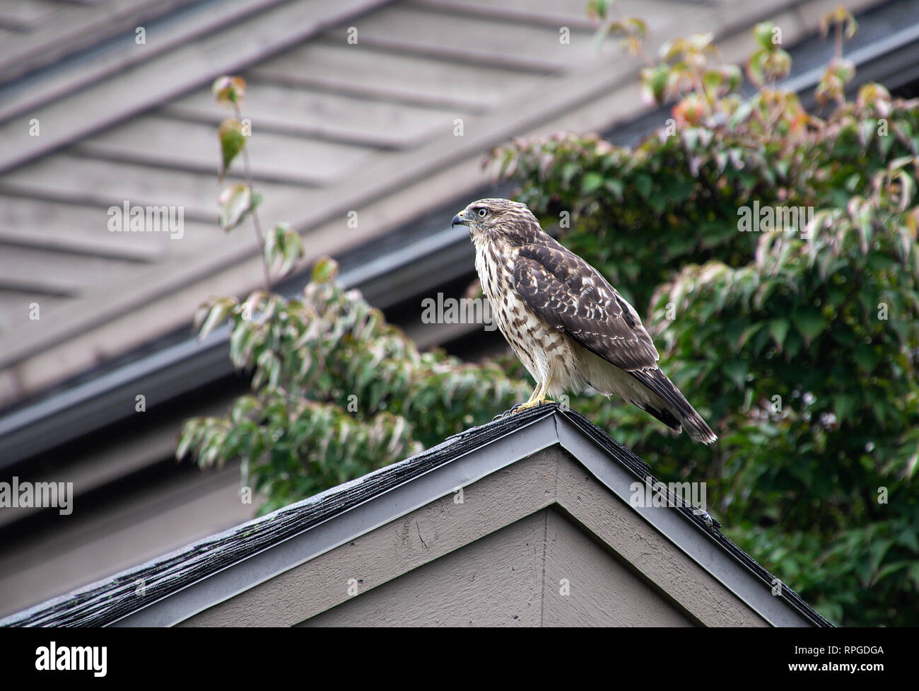 Il profilo laterale di Cooper hawk arroccato sul picco del tetto Foto Stock